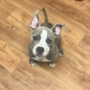 Meet your Posher, Breanna